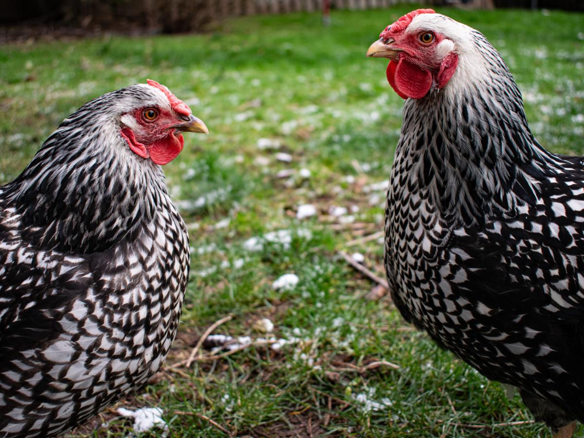 Top 10 Tips for Keeping Chickens in&nbsp;Winter