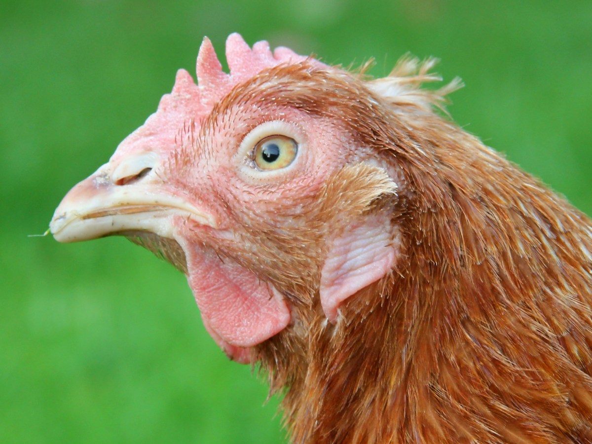 Do Chickens Get&nbsp;Colds?