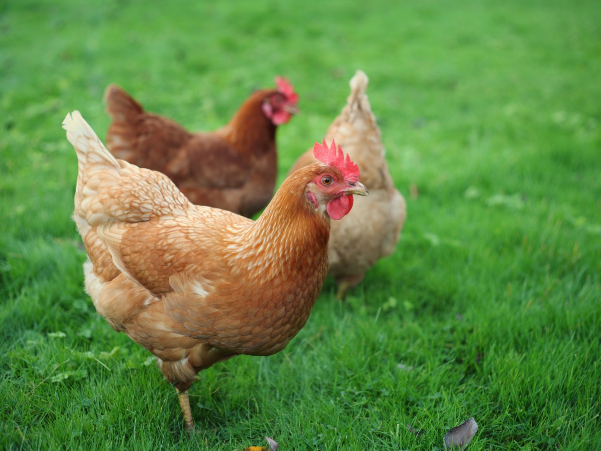 How to Introduce New Chickens to a&nbsp;Flock