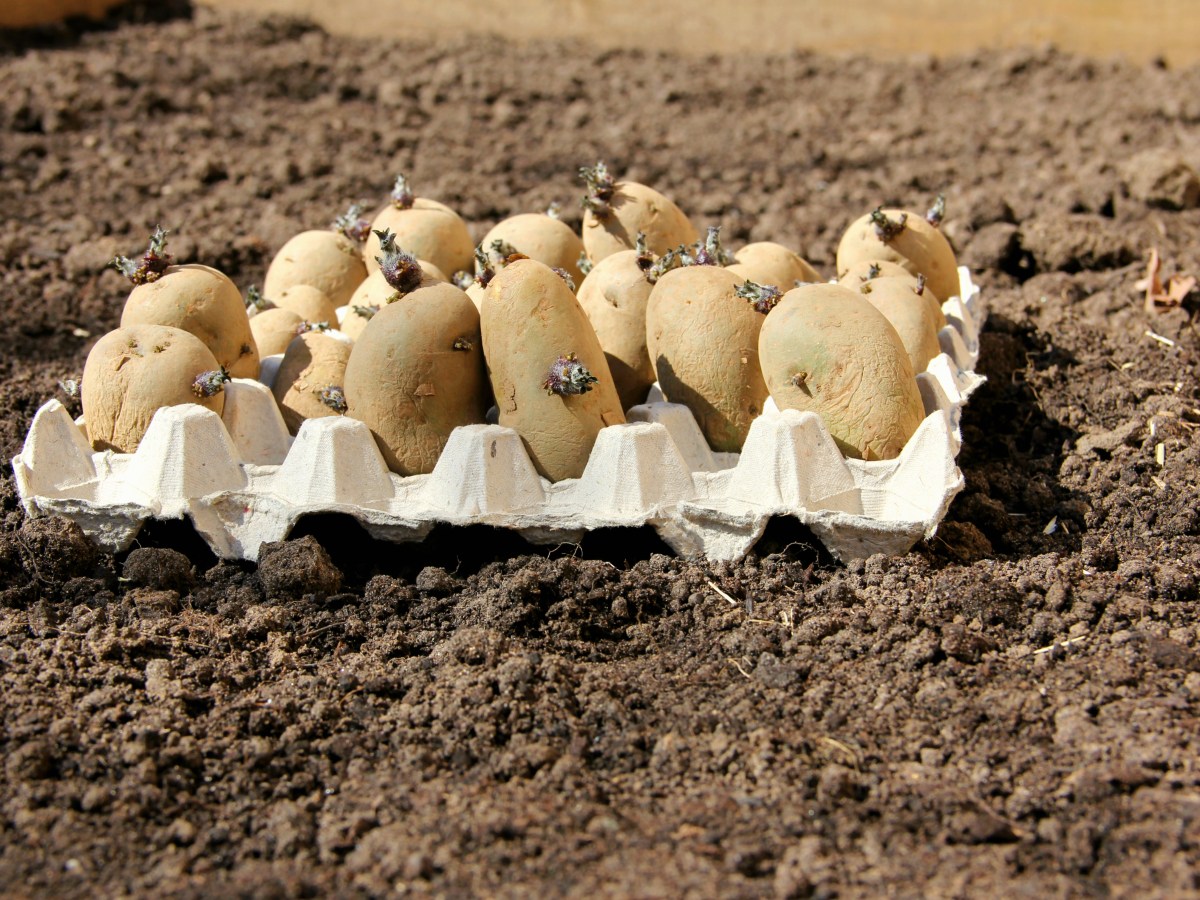 Easy Way to Plant&nbsp;Potatoes