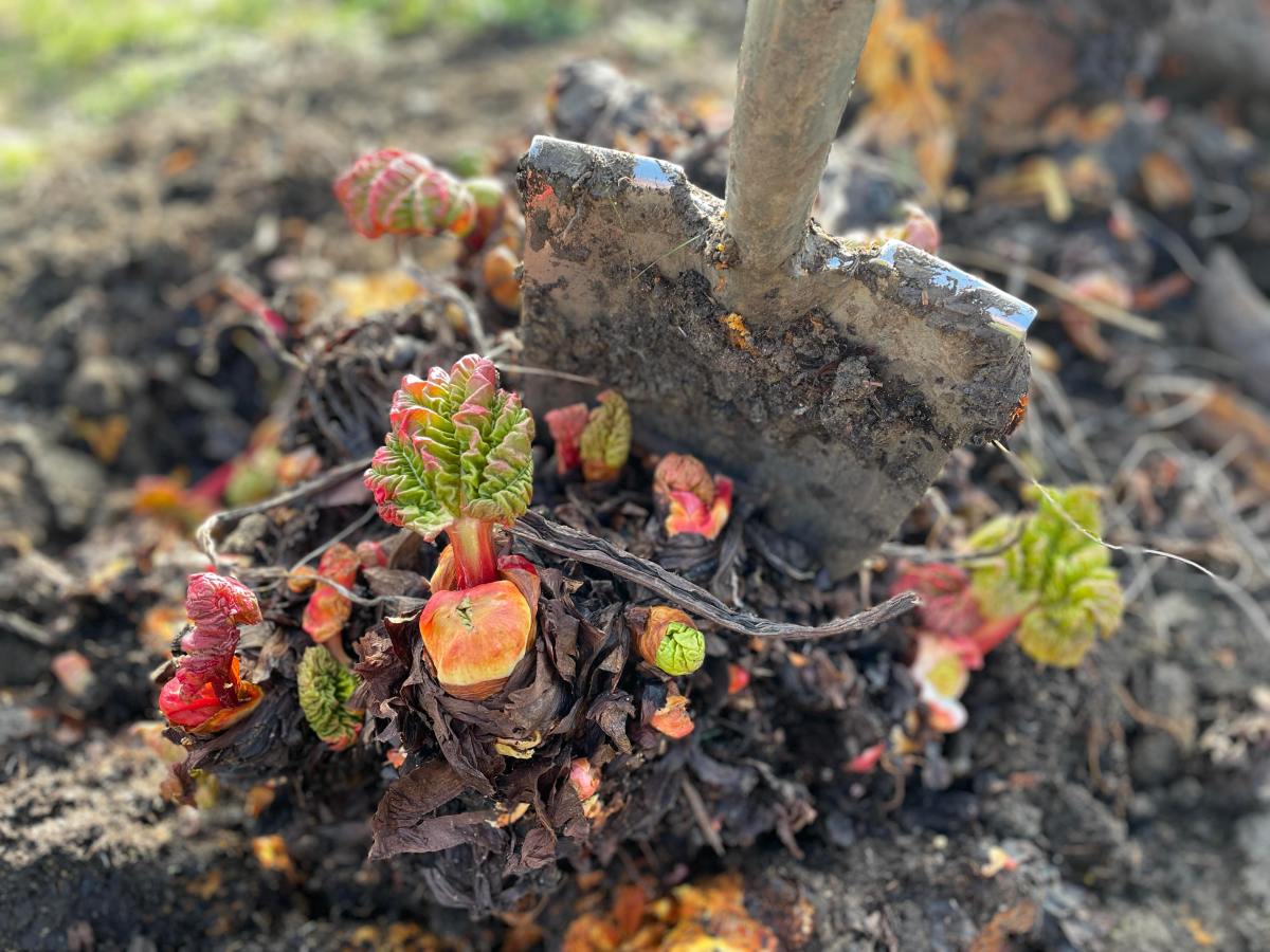 How to Divide&nbsp;Rhubarb