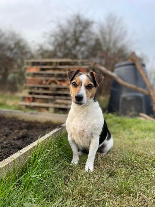 allotment dog