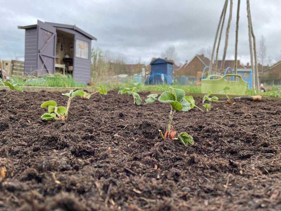 allotment shed